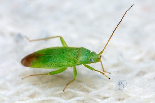 Réf. 282 809 : Orthotylus sp.